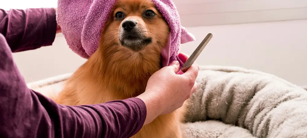 Establish a regular pet grooming routine