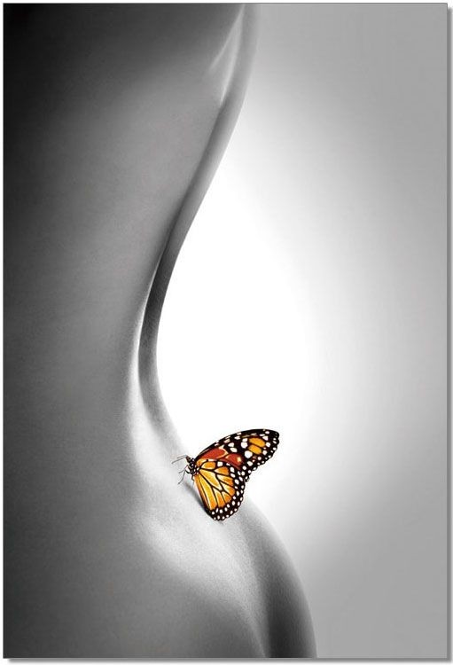 Black and White Butterfly Wall Art from JNM | Coleman ...